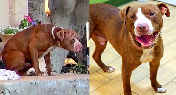 4.6.14 - Incredibly Ill Pit Bull Gets Rescued & Transforms5