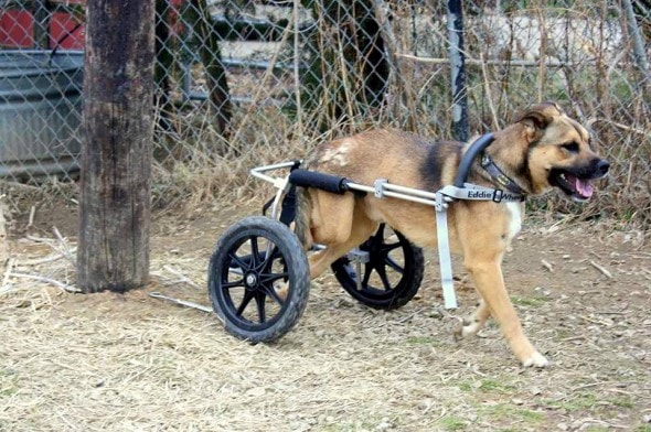 4.7.14 - Iraq War Vet Donates New Set of Wheels to Dog2