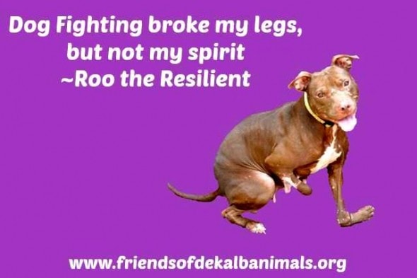 4.8.14 - National Dog Fighting Awareness Day2