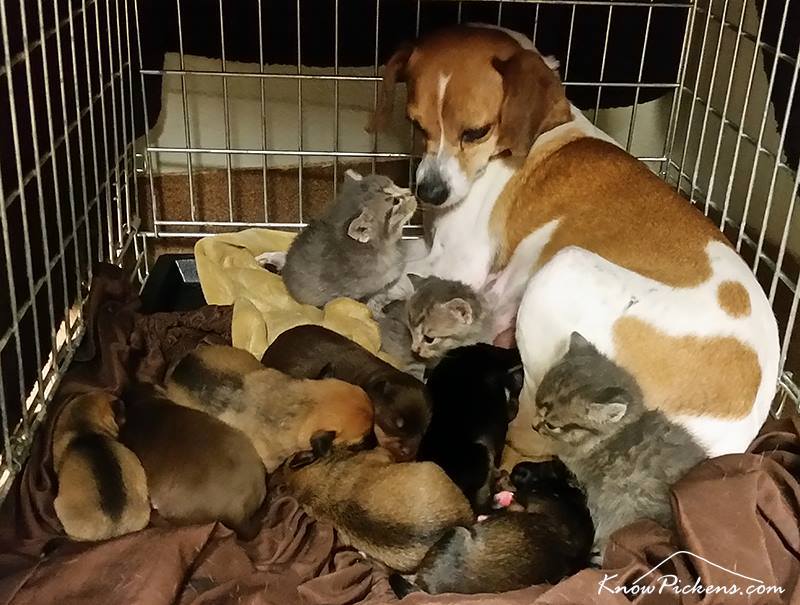 Mary, with her puppies and her foster kittens