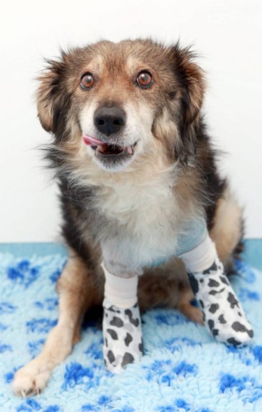 Picture shows 7-year-old stray dog Colin whose front legs were cut off. Photo Credit: Ross Parry