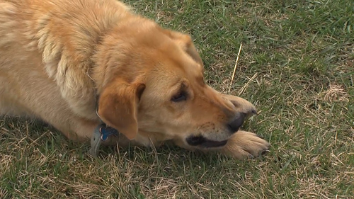 Cooper the hero dog kept his three-year-old master safe from harm.