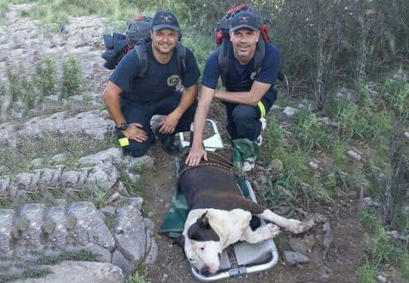 Marbella firefighters Jesús Gasset and Alfonso Vidorreta save the life of a dog suffering a heatstroke.