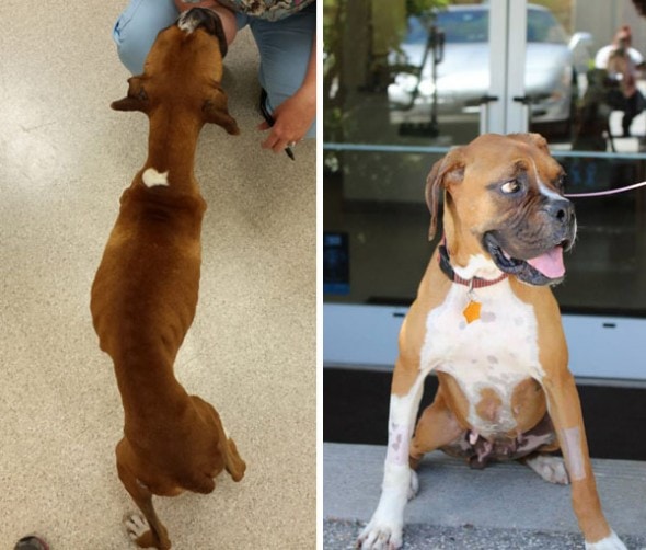 Before and after. Photo Credit: For the Love of Pets Veterinary Hospital (FTLOP)