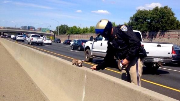 “This little dog needed some help off I-680 freeway today. We’re glad he’s safe.”