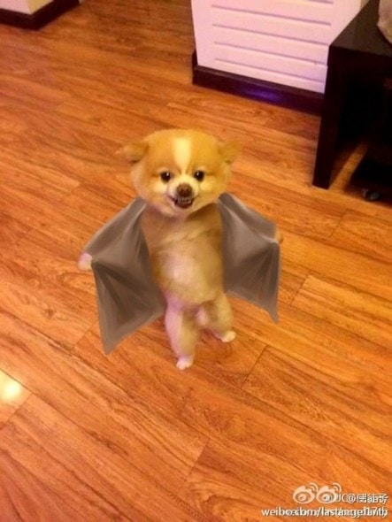 Someone photoshopped Jin Dan to look like a flasher... cutest one ever, though!