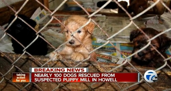 5.15.14 - 100 Dogs Rescued from Squalid Puppy Mill