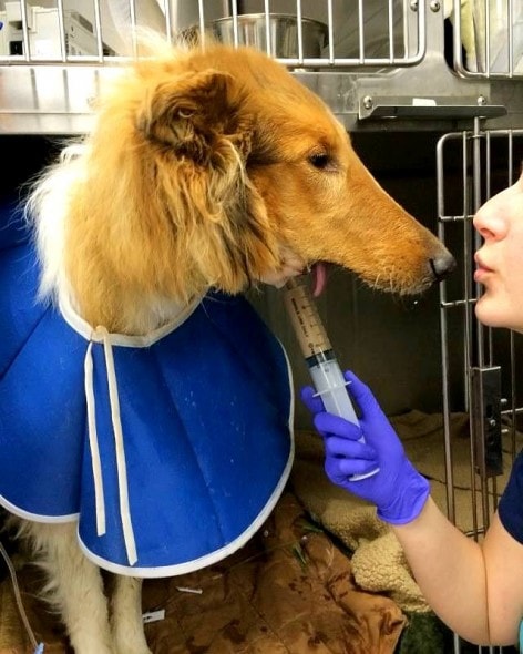 Lad getting some love from vet tech Cammi as he is fed.