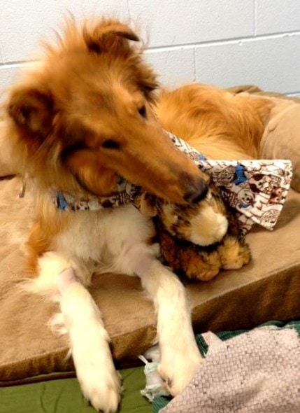 He loves his stuffed animals!