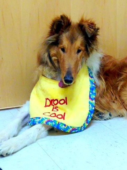 One of the bibs donated. He still drools like any other dog, and with no lower jaw to catch it, he needs a little assistance.
