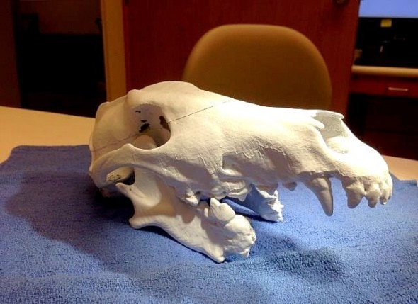 A 3-D printout of Lad's skull, which will help specialists create the best reconstruction possible.