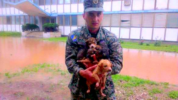 5.17.14 - Heroic Bosnians Brave Dangerous Floodwaters to Save Dogs15