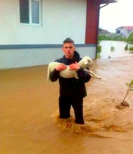 5.17.14 - Heroic Bosnians Brave Dangerous Floodwaters to Save Dogs18