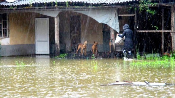 5.17.14 - Heroic Bosnians Brave Dangerous Floodwaters to Save Dogs5