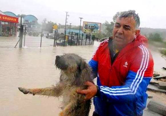 5.17.14 - Heroic Bosnians Brave Dangerous Floodwaters to Save Dogs6
