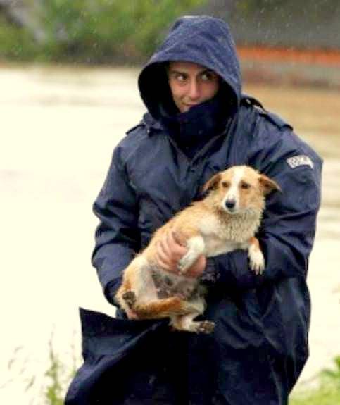 5.17.14 - Heroic Bosnians Brave Dangerous Floodwaters to Save Dogs8