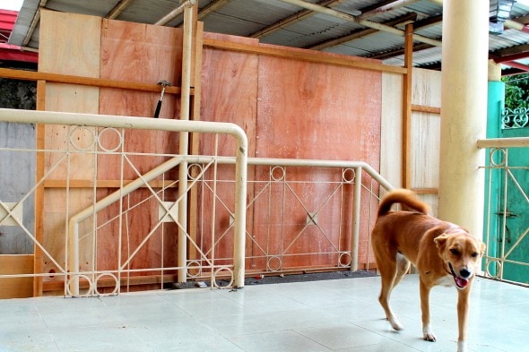 5.18.14 - Filipino Boy Builds No-Kill Shelter in His Garage7