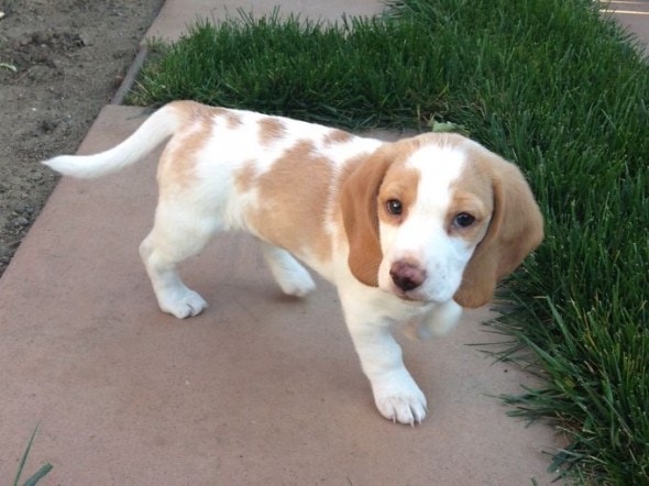 5.19.14 - Beagle Stolen from Car Returned to Family1