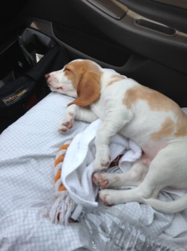 5.19.14 - Beagle Stolen from Car Returned to Family2