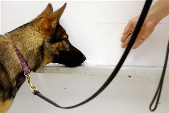 5.19.14 - Dogs are Being Trained to Sniff out Prostate Cancer