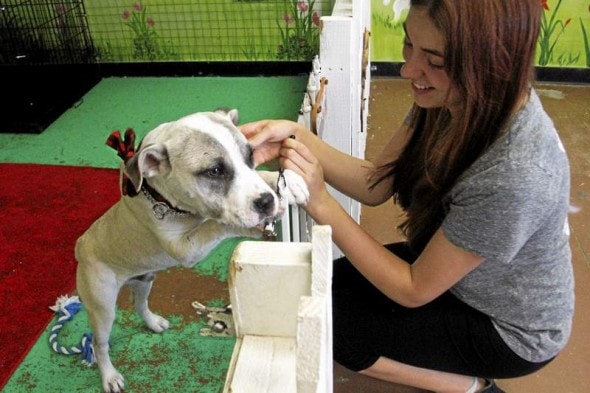 5.19.14 - Kurtis, a Pit Bull Mix Once Left for Dead, Finds Forever Home1