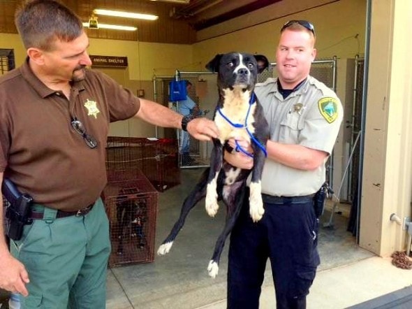 5.20.14 - Dog Stuck in Pipe5