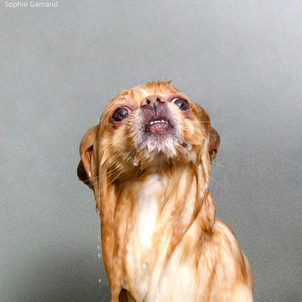 5.20.14 - Dogs Who Really Hate Bathtime1