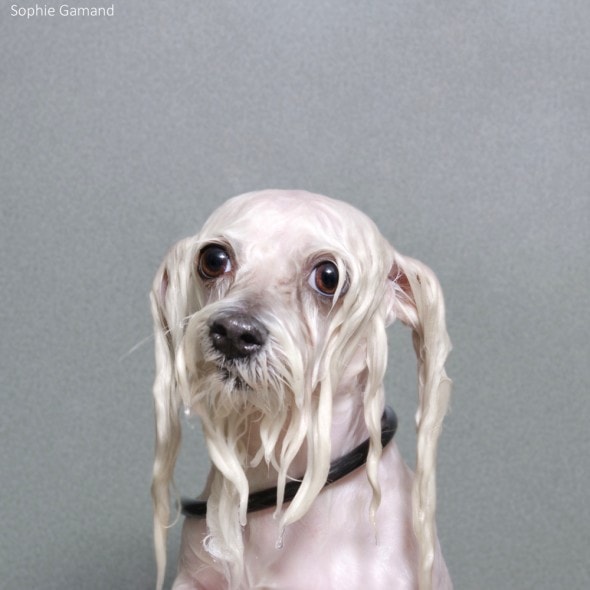 5.20.14 - Dogs Who Really Hate Bathtime10