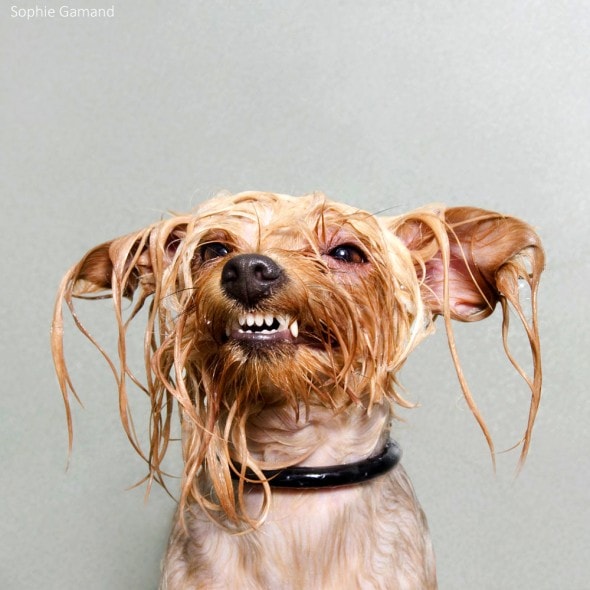 5.20.14 - Dogs Who Really Hate Bathtime11