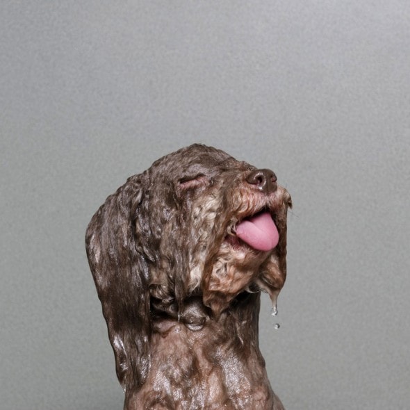 5.20.14 - Dogs Who Really Hate Bathtime15