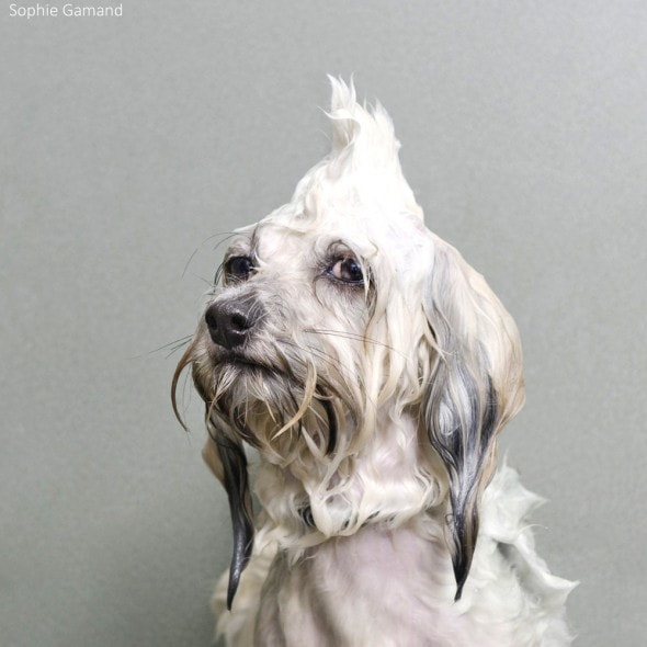 5.20.14 - Dogs Who Really Hate Bathtime2