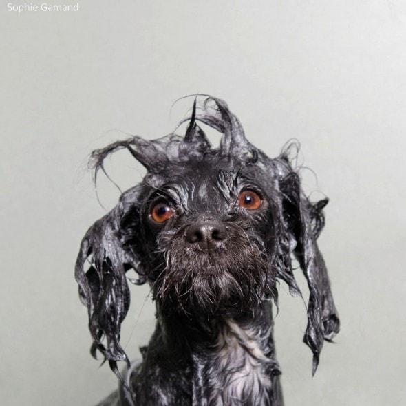 5.20.14 - Dogs Who Really Hate Bathtime3