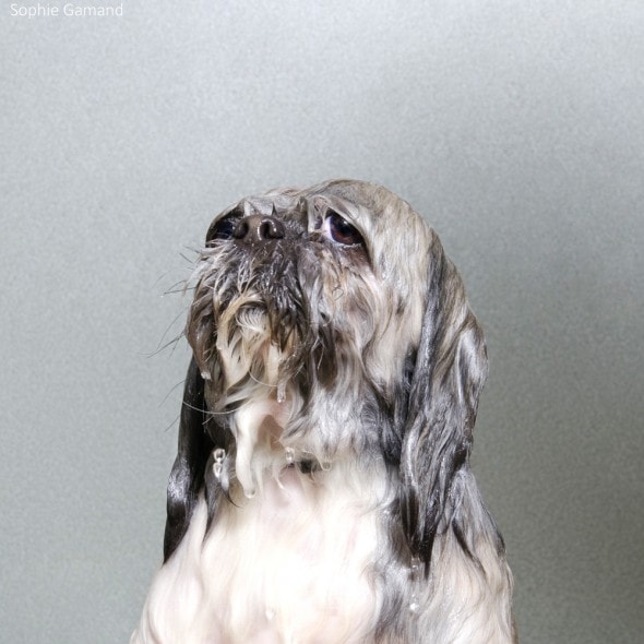 5.20.14 - Dogs Who Really Hate Bathtime7