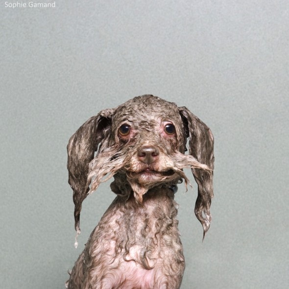 5.20.14 - Dogs Who Really Hate Bathtime8