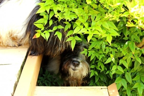 5.21.14 - Dogs Who Are Terrible at Hide and Seek7