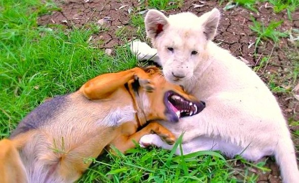 5.22.14 - Dog and Lion Cub Are Best Friends1