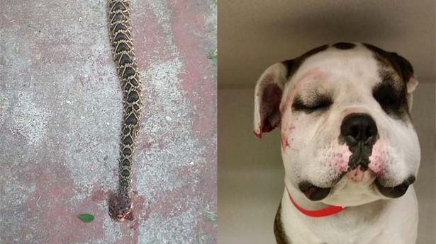 Heroic Dog Sacrifices Self to Save Family from Rattlesnake - LIFE WITH DOGS