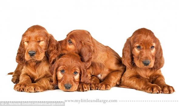 5.28.14 - Cute Six Week Old Puppy Photos will melt your Heart9