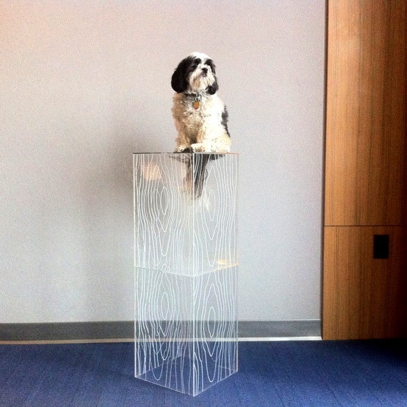 “Levitating dog in hotel room.” Dallas, Texas. October 15, 2013.