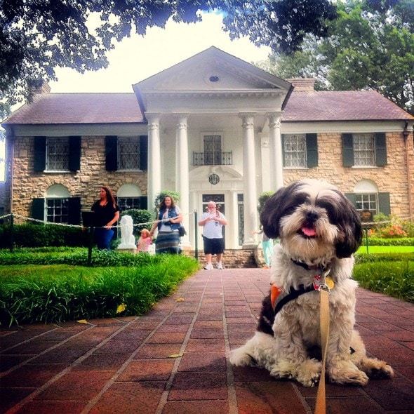 “Who you calling a hound dog? Maggie visits Elvis.” Graceland, Memphis, Tennessee. October 5, 2013.