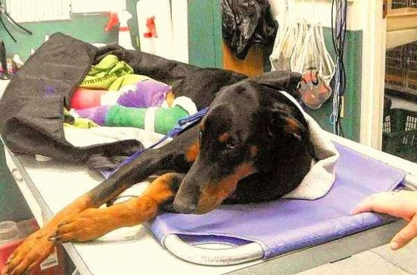 5.28.14 - Good Samaritans Rescue Abandoned Dog Hit by Car1