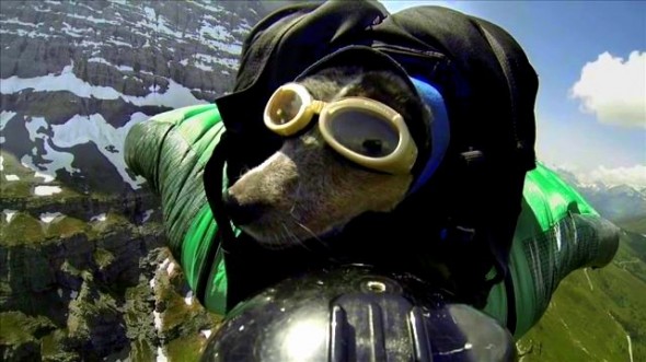 5.29.14 - BASE Jumping Dog2