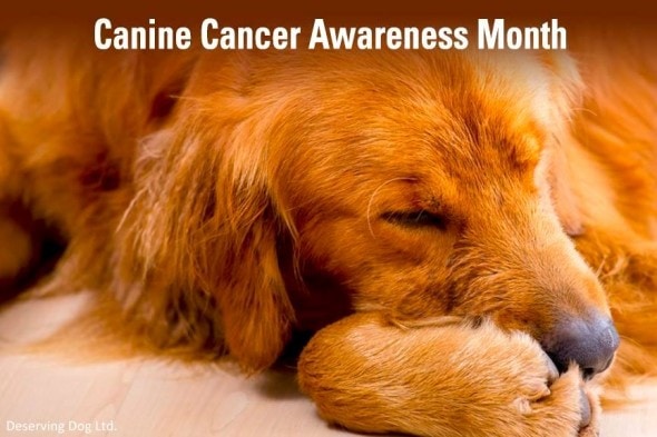 Cancerous tumors thrive on sugar in a dog’s diet. We want to change that.
