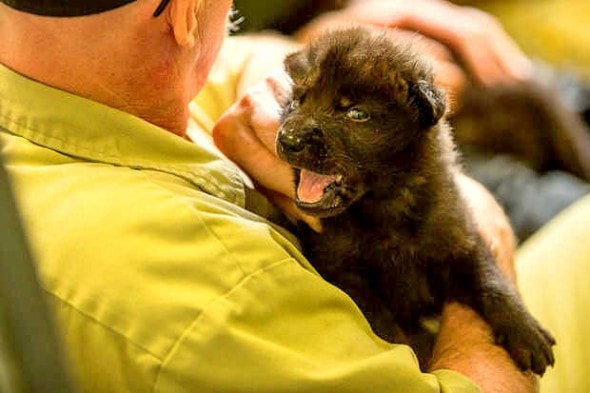 5.31.14 - Alaskan Firefighters Rescue Wolf Puppies2