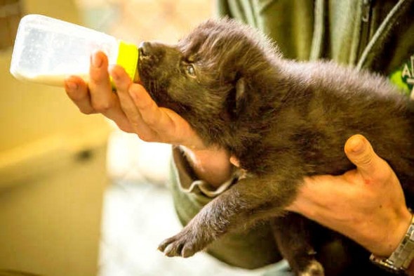 5.31.14 - Alaskan Firefighters Rescue Wolf Puppies4