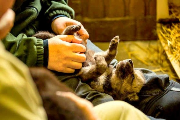 5.31.14 - Alaskan Firefighters Rescue Wolf Puppies5