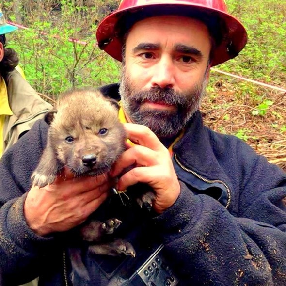 5.31.14 - Alaskan Firefighters Rescue Wolf Puppies8