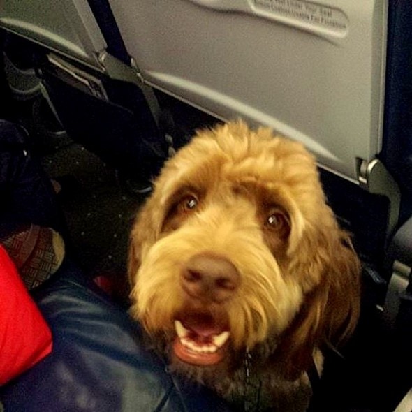 5.31.14 - Dog Poops on Plane1