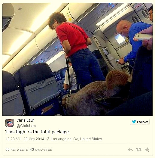 5.31.14 - Dog Poops on Plane2