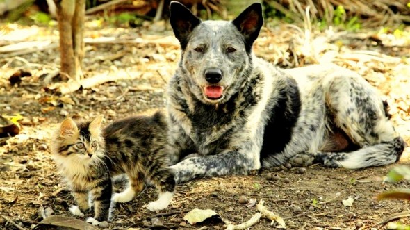5.6.14 - Cattle Dog Forms Special Friendship with Disabled Kitten1
